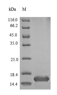 SDS-PAGE - Recombinant Mouse Insulin protein (Tagged) (AB236930)