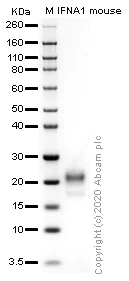 SDS-PAGE - Recombinant mouse Interferon alpha 1 protein (Active) (AB259386)