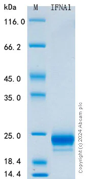 SDS-PAGE - Recombinant Mouse Interferon alpha 1 Protein Standard (His tag) (AB316404)