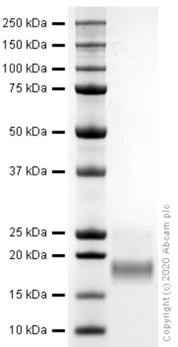 SDS-PAGE - Recombinant mouse Interferon gamma protein (Active) (AB259378)