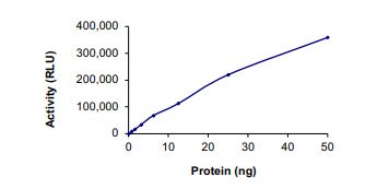 Functional Studies - Recombinant mouse IRE1 protein (Active) (AB268540), expandable thumbnail
