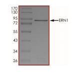 SDS-PAGE - Recombinant mouse IRE1 protein (Active) (AB268540), expandable thumbnail