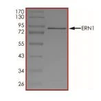 SDS-PAGE - Recombinant mouse IRE1 protein (Active) (AB268540)