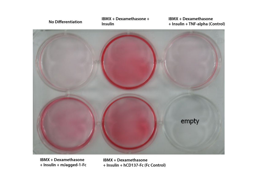 Inhibition Assay - Recombinant mouse Jagged1 protein (Fc Chimera Active) (AB109346)
