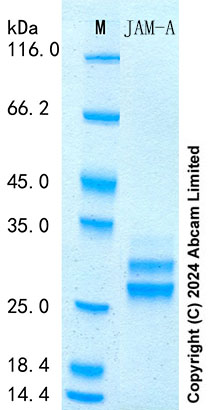 SDS-PAGE - Recombinant Mouse JAM-A Protein Standard (His tag) (AB316454), expandable thumbnail