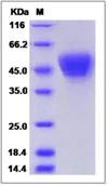 SDS-PAGE - Recombinant Mouse JAML protein (His tag) (AB276987)