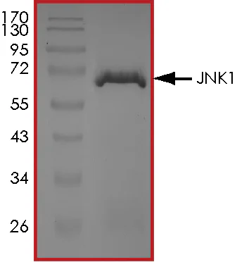 SDS-PAGE - Recombinant mouse JNK1 protein (GST tag N-Terminus) (AB60304)