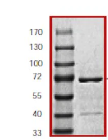 SDS-PAGE - Recombinant mouse JNK1 protein (GST tag N-Terminus) (AB60304)