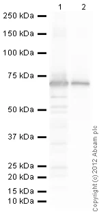 Western blot - Recombinant mouse JNK1 protein (GST tag N-Terminus) (AB60304)