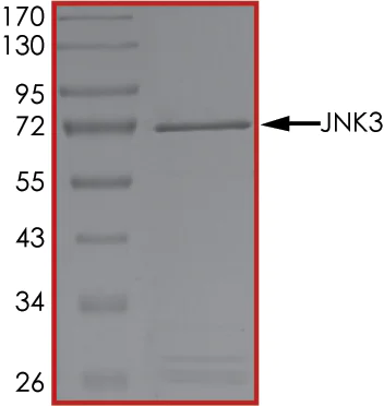 SDS-PAGE - Recombinant mouse JNK3 protein (AB119734)