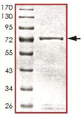 SDS-PAGE - Recombinant mouse JNK3 protein (AB119734)