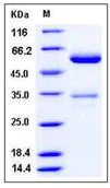 SDS-PAGE - Recombinant Mouse Junctional Adhesion Molecule 1/JAM-A protein (Fc Chimera) (AB276850)