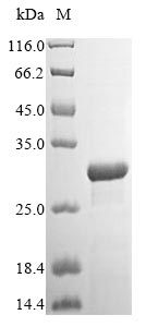SDS-PAGE - Recombinant Mouse Kallikrein 14 protein (His tag) (AB238229)