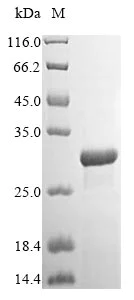 SDS-PAGE - Recombinant Mouse Kallikrein 14 protein (His tag) (AB238229)