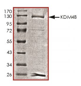 SDS-PAGE - Recombinant Mouse KDM4B / JMJD2B protein (Tagged) (AB268701)
