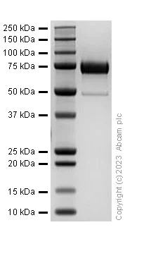 SDS-PAGE - Recombinant Mouse Klotho protein (AB310803)