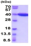 SDS-PAGE - Recombinant mouse Lactate Dehydrogenase B/LDH-B protein (Active) (His tag N-Terminus) (AB223027)