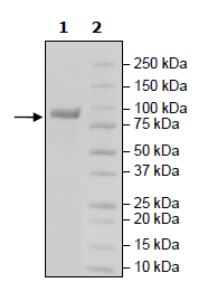 SDS-PAGE - Recombinant Mouse LAG-3 protein (Biotin) (Avi tag C-Terminus + Fc tag C-Terminus) (AB271583)