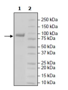SDS-PAGE - Recombinant Mouse LAG-3 protein (Biotin) (Avi tag C-Terminus + Fc tag C-Terminus) (AB271583)