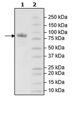 SDS-PAGE - Recombinant Mouse LAG-3 protein (Fc tag C-Terminus + Avi tag C-Terminus) (AB271582)