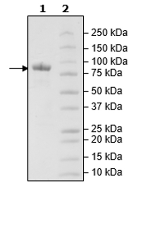SDS-PAGE - Recombinant Mouse LAG-3 protein (Tagged) (AB271582), expandable thumbnail