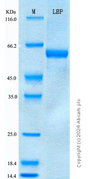 SDS-PAGE - Recombinant Mouse LBP Protein Standard (His tag) (AB319986)