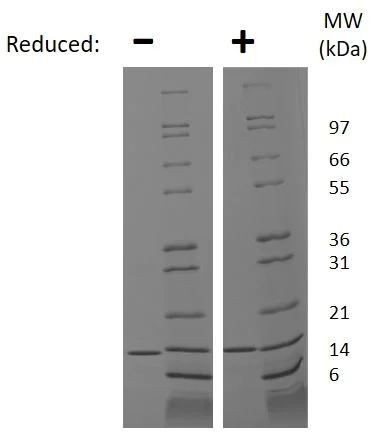 SDS-PAGE - Recombinant Mouse Leptin Precursor protein (AB222365)