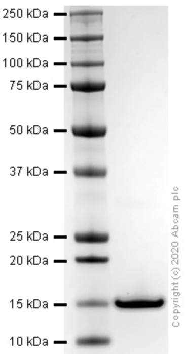 SDS-PAGE - Recombinant mouse Leptin protein (Active) (AB270069)