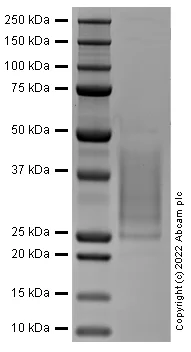 SDS-PAGE - Recombinant Mouse LIF protein (Active) (AB288791)