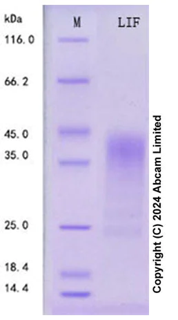SDS-PAGE - Recombinant Mouse LIF Protein Standard (His tag) (AB316650)