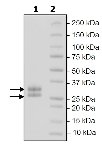 SDS-PAGE - Recombinant Mouse LIGHT/TNFSF14 protein (His tag) (AB271589)