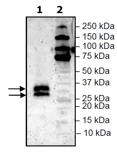 Recombinant Mouse LIGHT/TNFSF14 protein (His tag)