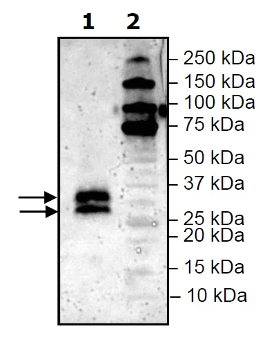 Western blot - Recombinant Mouse LIGHT/TNFSF14 protein (His tag) (AB271589)