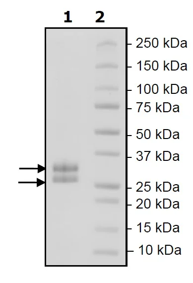 SDS-PAGE - Recombinant Mouse LIGHT/TNFSF14 protein (His tag N-Terminus) (AB271589)