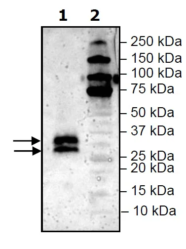 Western blot - Recombinant Mouse LIGHT/TNFSF14 protein (His tag N-Terminus) (AB271589)