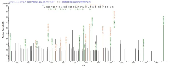 Mass Spectrometry - Recombinant Mouse Liver Arginase protein (His tag) (AB226884)