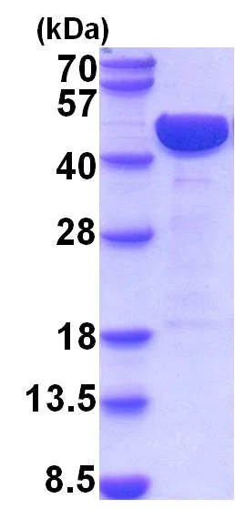 SDS-PAGE - Recombinant Mouse LRPAP1 protein (His tag N-Terminus) (AB201883)