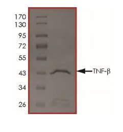 SDS-PAGE - Recombinant Mouse LTA protein (Tagged) (AB269056)