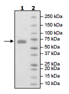 SDS-PAGE - Recombinant Mouse LTBR protein (Fc Chimera) (AB198752), expandable thumbnail