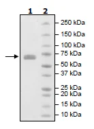 SDS-PAGE - Recombinant Mouse LTBR protein (Fc tag C-Terminus) (AB198752)