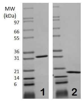 Recombinant mouse M-CSF protein