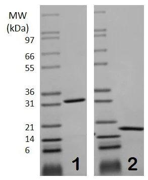 Pulse Labelling - Recombinant mouse M-CSF protein (AB129146)
