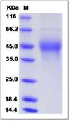 SDS-PAGE - Recombinant mouse M-CSF protein (AB276983)
