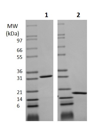 Recombinant mouse M-CSF protein (Active)
