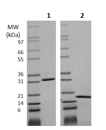 SDS-PAGE - Recombinant mouse M-CSF protein (Active) (AB256080)