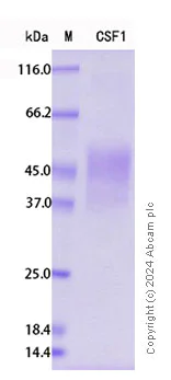 SDS-PAGE - Recombinant Mouse M-CSF Protein Standard (His tag) (AB316473)