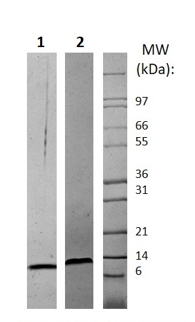Recombinant mouse Macrophage Inflammatory Protein 1 alpha / CCL3 (Active)