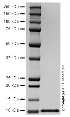 SDS-PAGE - Recombinant Mouse Macrophage Inflammatory Protein 3 alpha (AB287923), expandable thumbnail