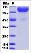 SDS-PAGE - Recombinant Mouse MAG/GMA protein (His tag) (AB277003), expandable thumbnail