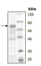 SDS-PAGE - Recombinant mouse MAP3K8/COT protein (His tag) (AB196418), expandable thumbnail
